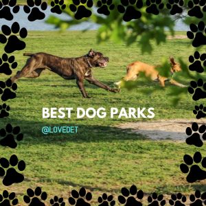 Read more about the article Best Dog Parks